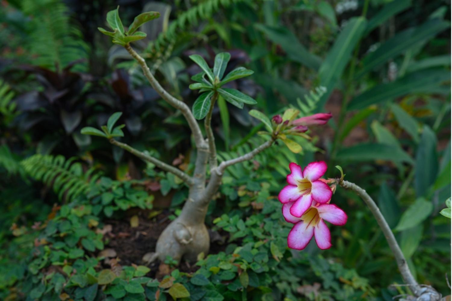 Gaia'S Garden Guest House ออโรวิลล์ ภายนอก รูปภาพ